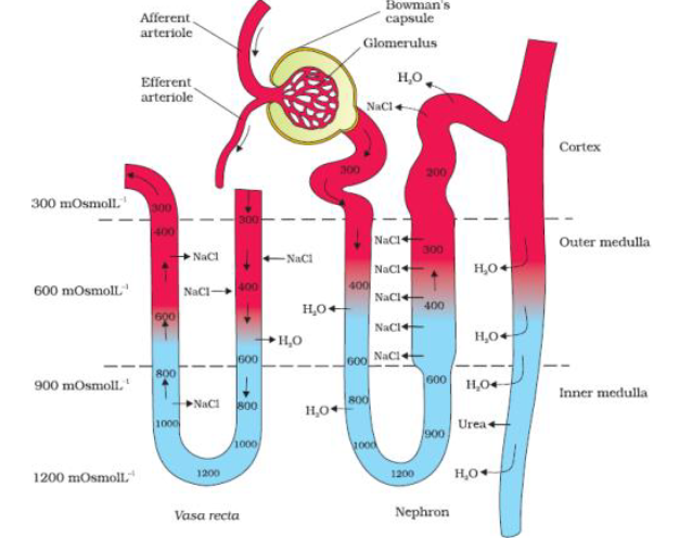 NEET Biology Excretory Product And Their Elimination Chapter Notes